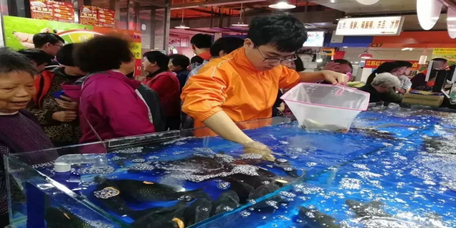 一条鱼的前世今生